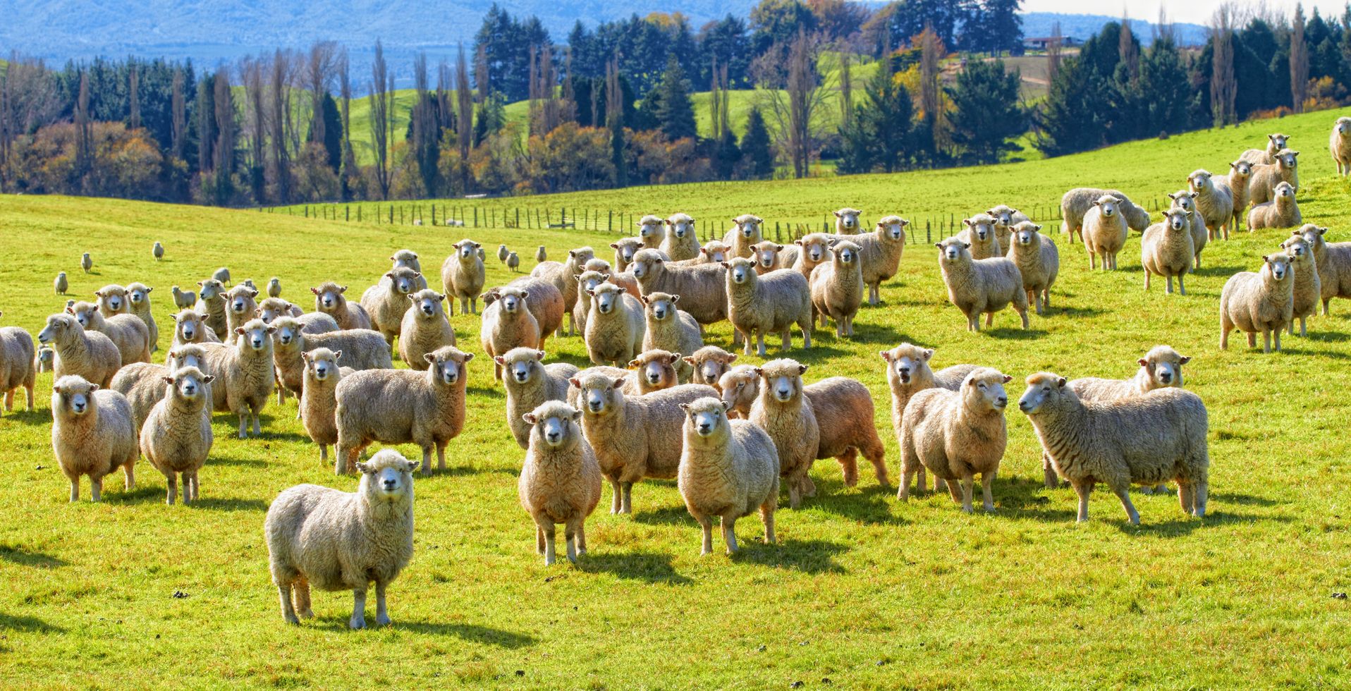 Cheap flight to Auckland