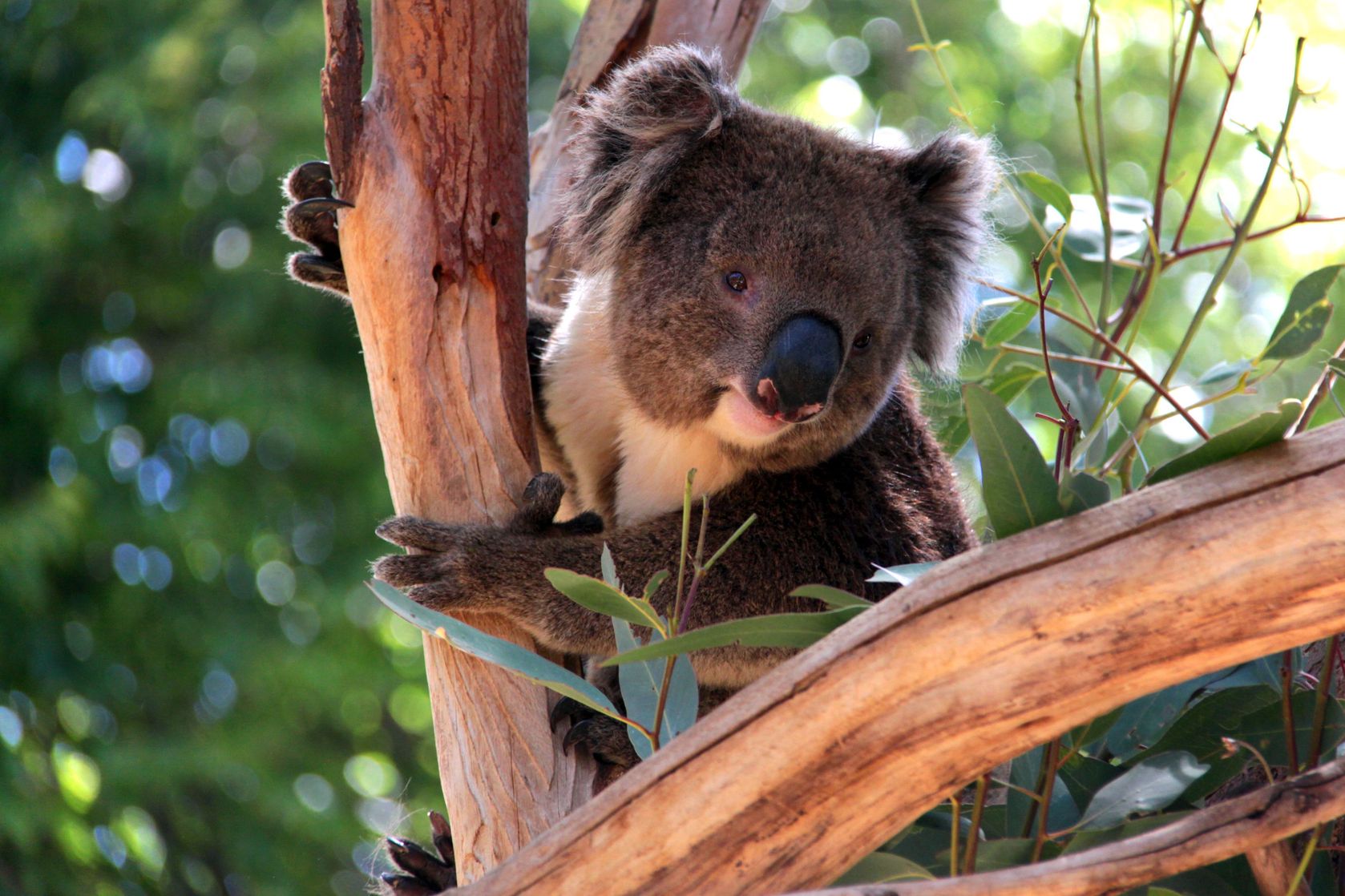 Cheap flight to Perth